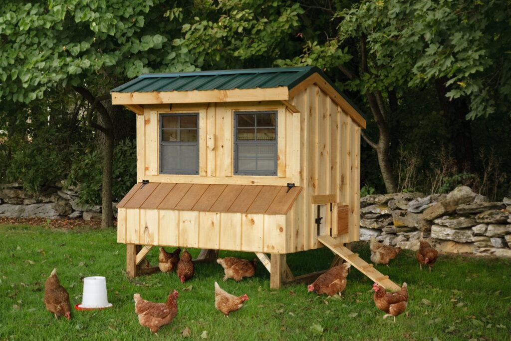 chickens hanging around chicken coop